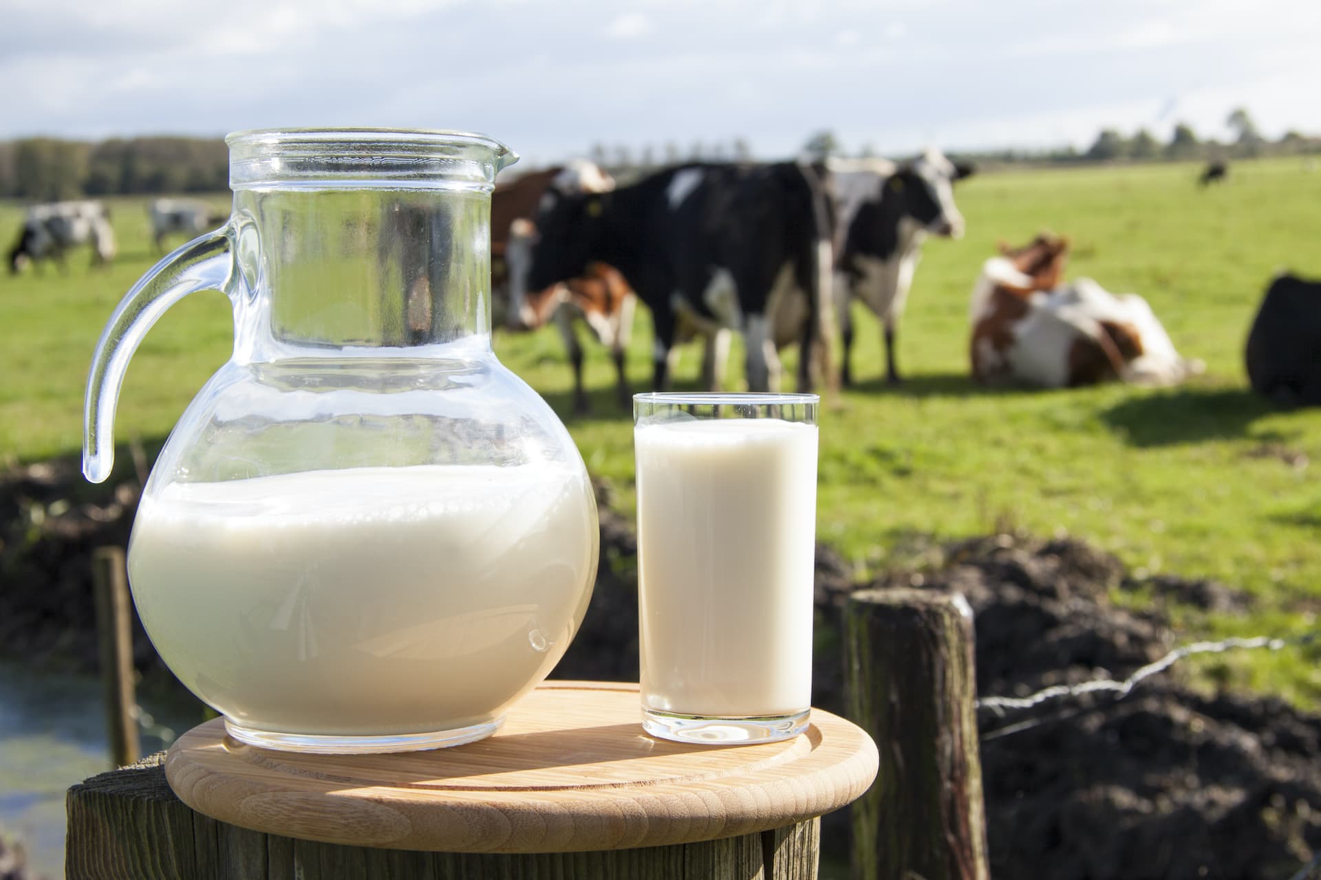 Glazen kan en glas verse melk op houten tafel in weiland met Nederlandse koeien op de achtergrond – symbool voor zuiverheid en herkomst.